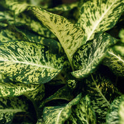 Diefenbachia Compacta