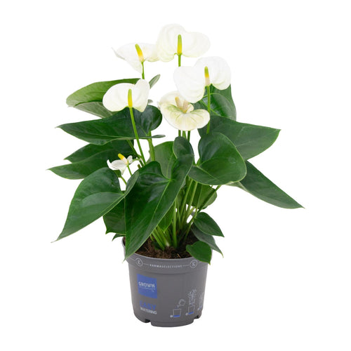 Detailfoto van Anthurium White