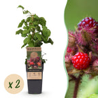2x Japanse wijnbes, plant in pot