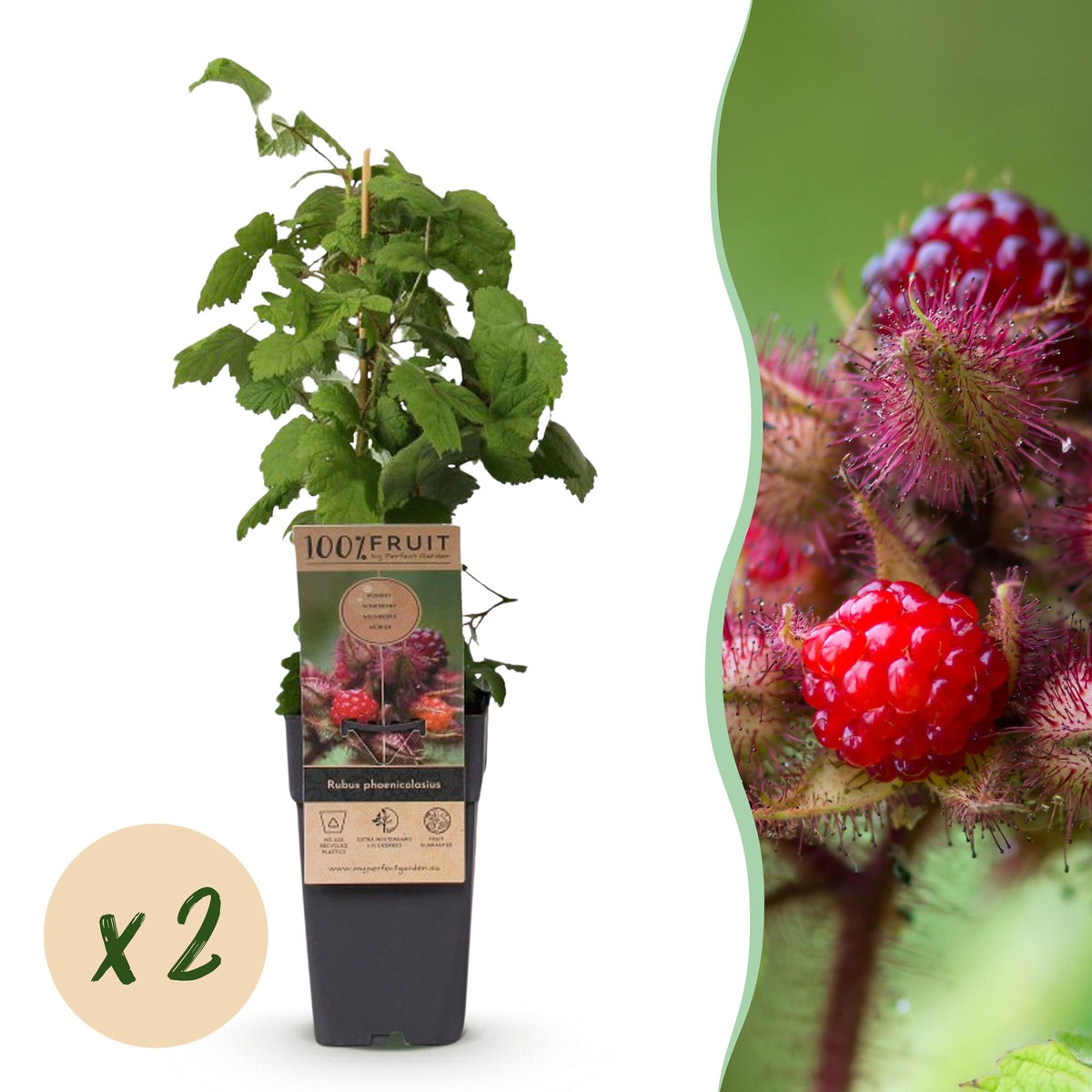 2x Japanse wijnbes, plant in pot