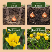 Bostulp Tulipa sylvestris bloembollen, geel, foto 4