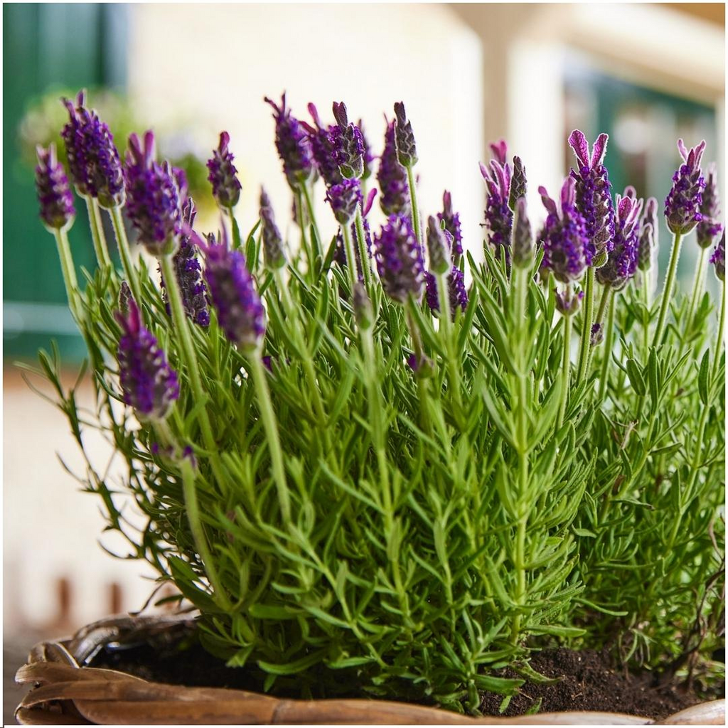 6x Lavandula stoechas Anouk®, kenmerkend blad