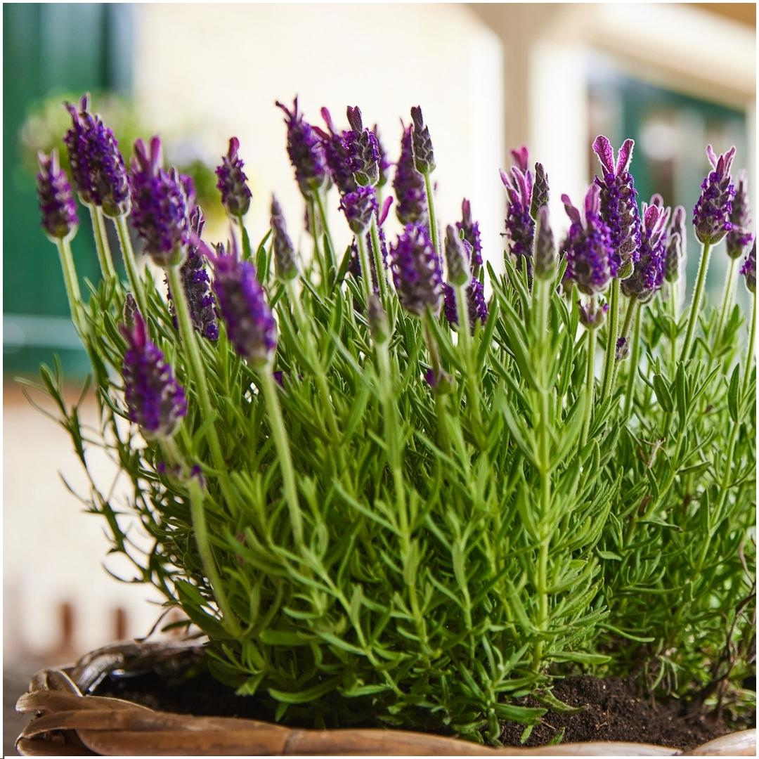 6x Lavandula stoechas Anouk®, kenmerkend blad