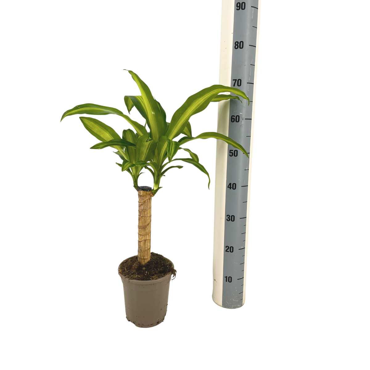 Productafbeelding van Pureplant