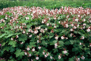 Geranium macr. &