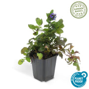 Ajuga reptans