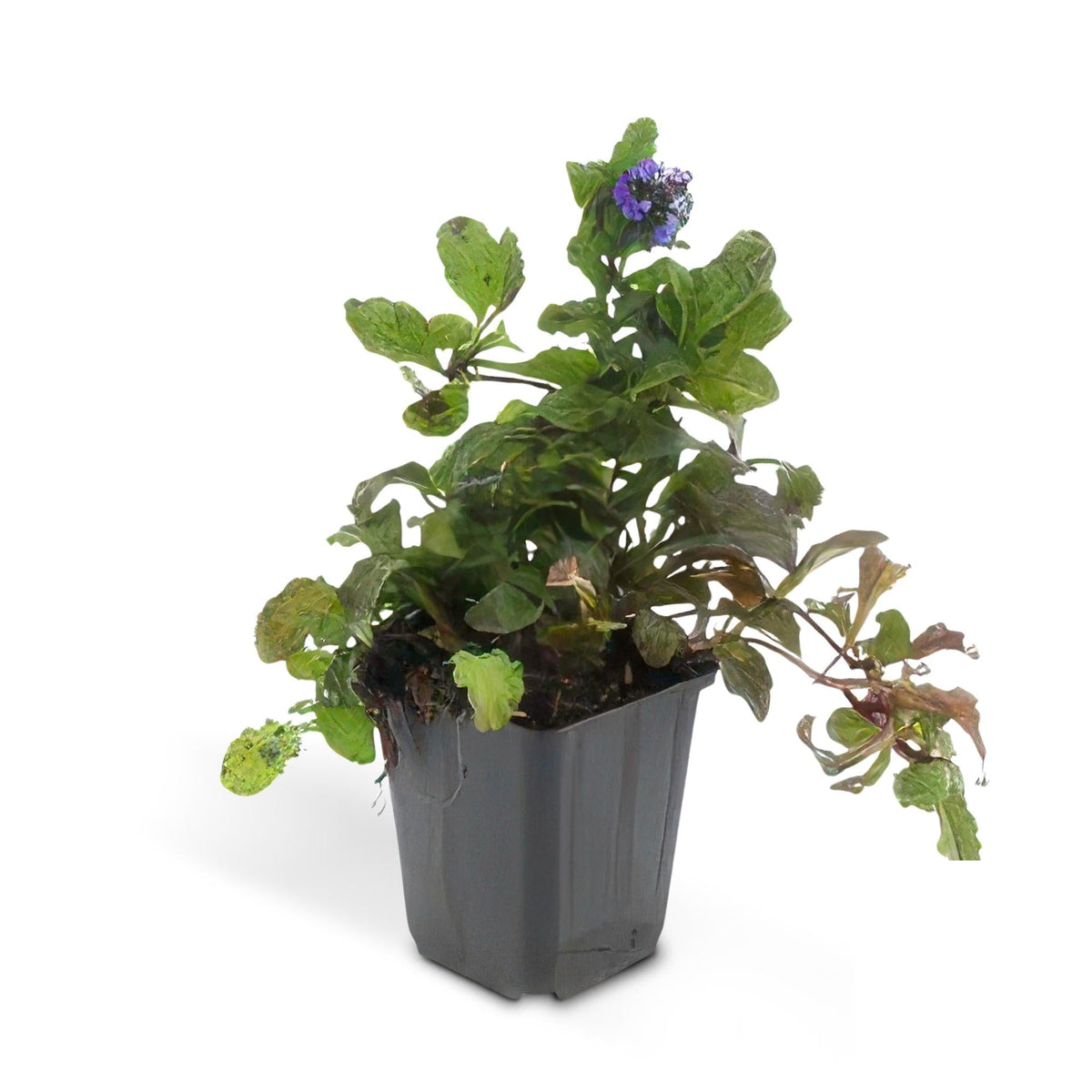 Ajuga reptans, kenmerkend blad