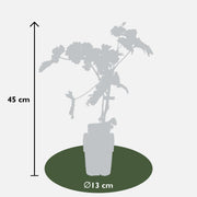 Vitis vinifera &