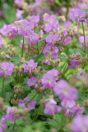 Geranium cant. &
