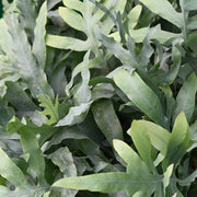 Phlebodium aureum Blue Star, 25-30 cm hoog