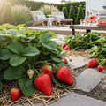 Aardbei Fragaria Maxim, plant voor binnen