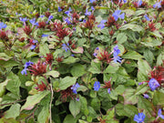 Ceratostigma plumbaginoides