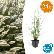 Pennisetum alopecuroides &