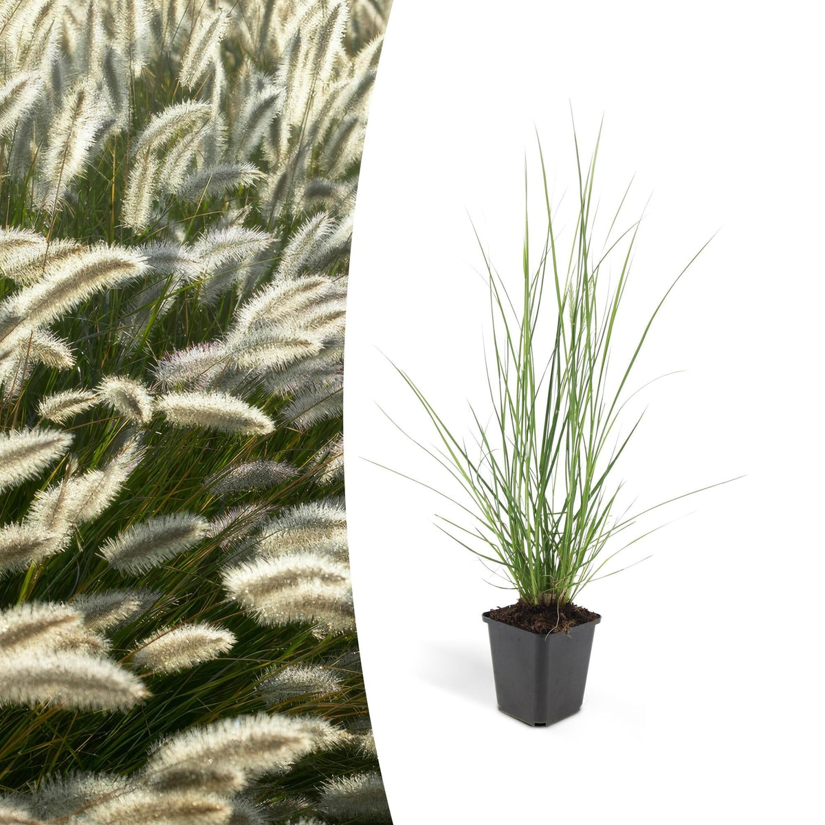 Pennisetum alopecuroides 'Hameln', plant in pot