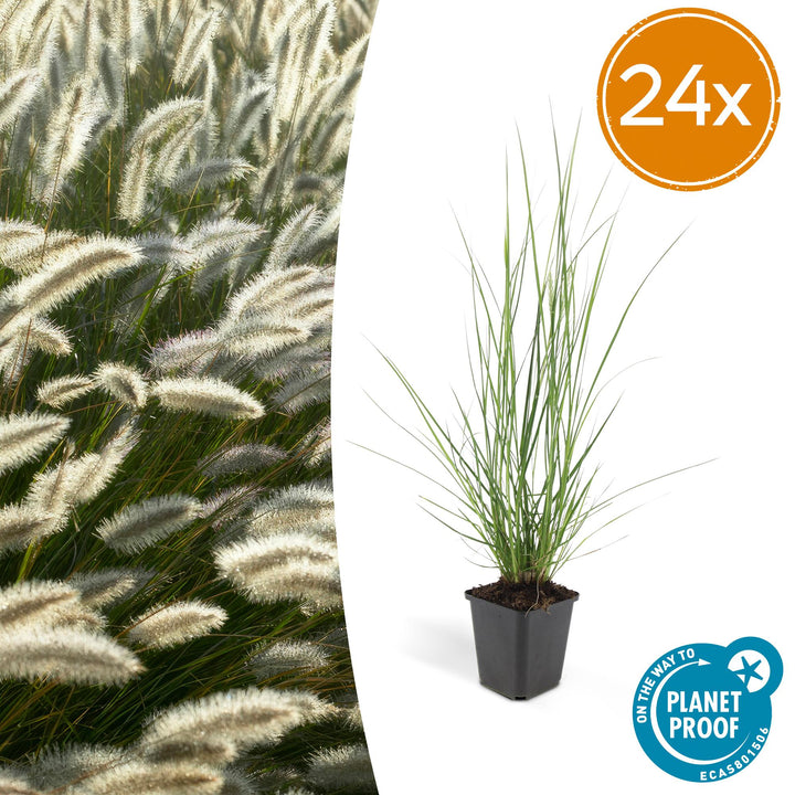 Pennisetum alopecuroides &