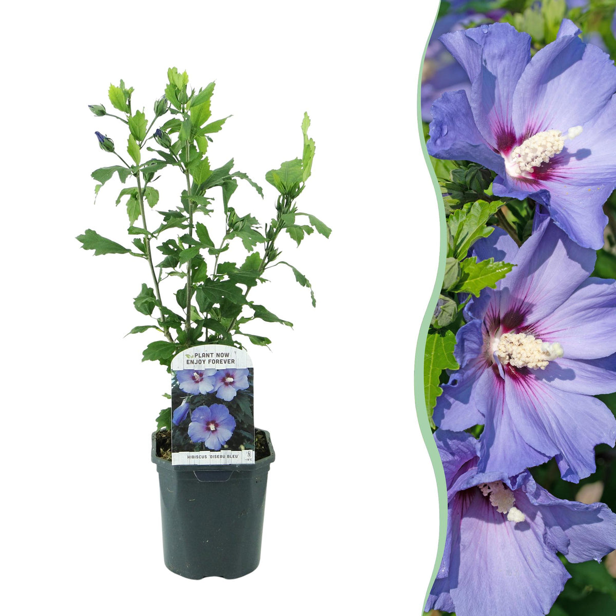 Hibiscus syriacus Oiseau Blue, plant in pot