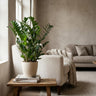 Zamioculcas Zamiifolia met witte pot