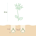 Fritillaria Meleagris Mix, groene bladeren