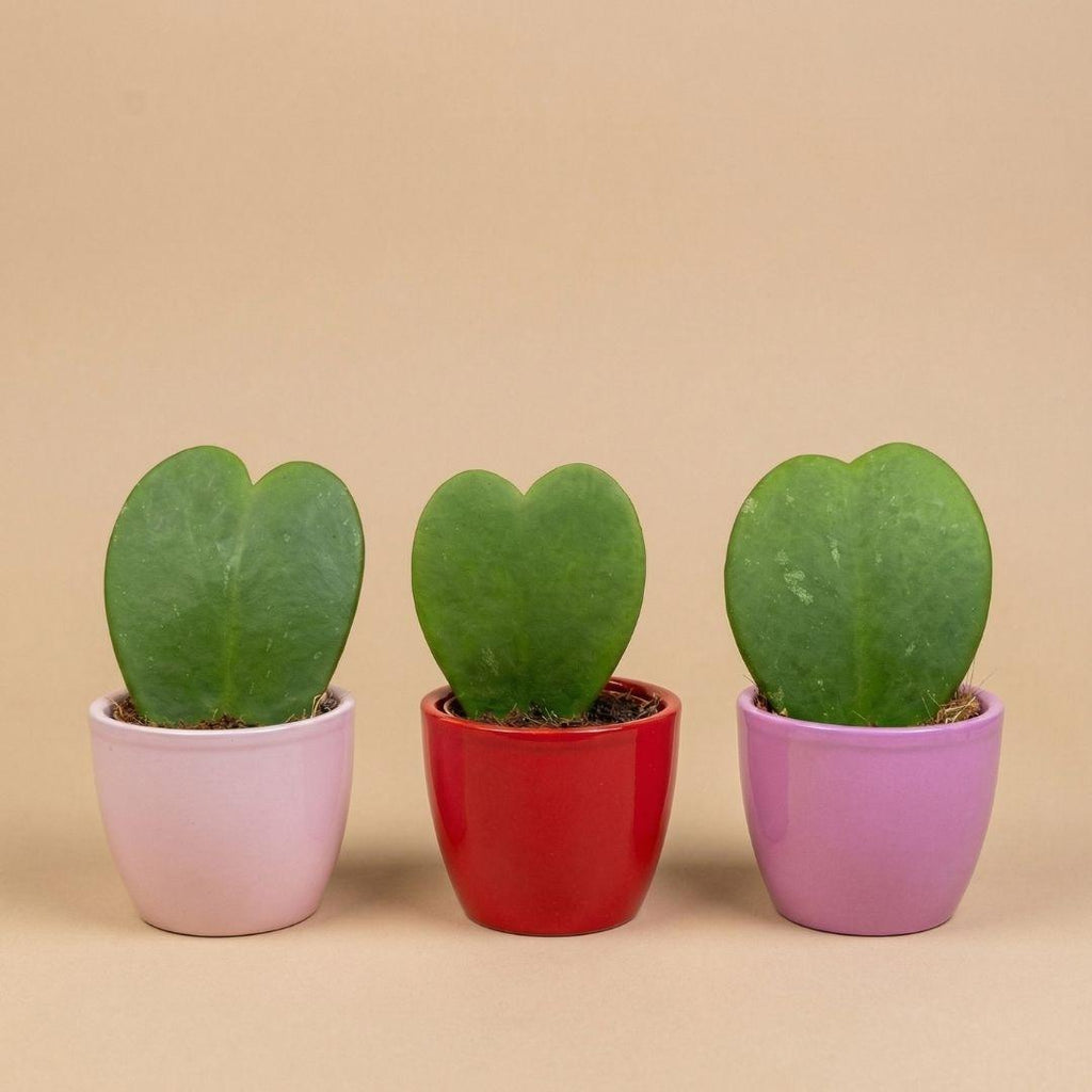 Cadeauset Hoya Kerrii, 3 mini-plantjes in roze/rode potjes, detail van het blad