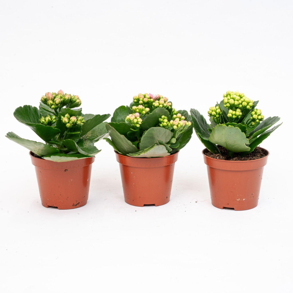 3x Kalanchoë - Potmaat, detail van het blad