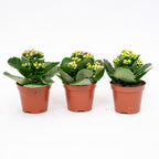 3x Kalanchoë - Potmaat, detail van het blad