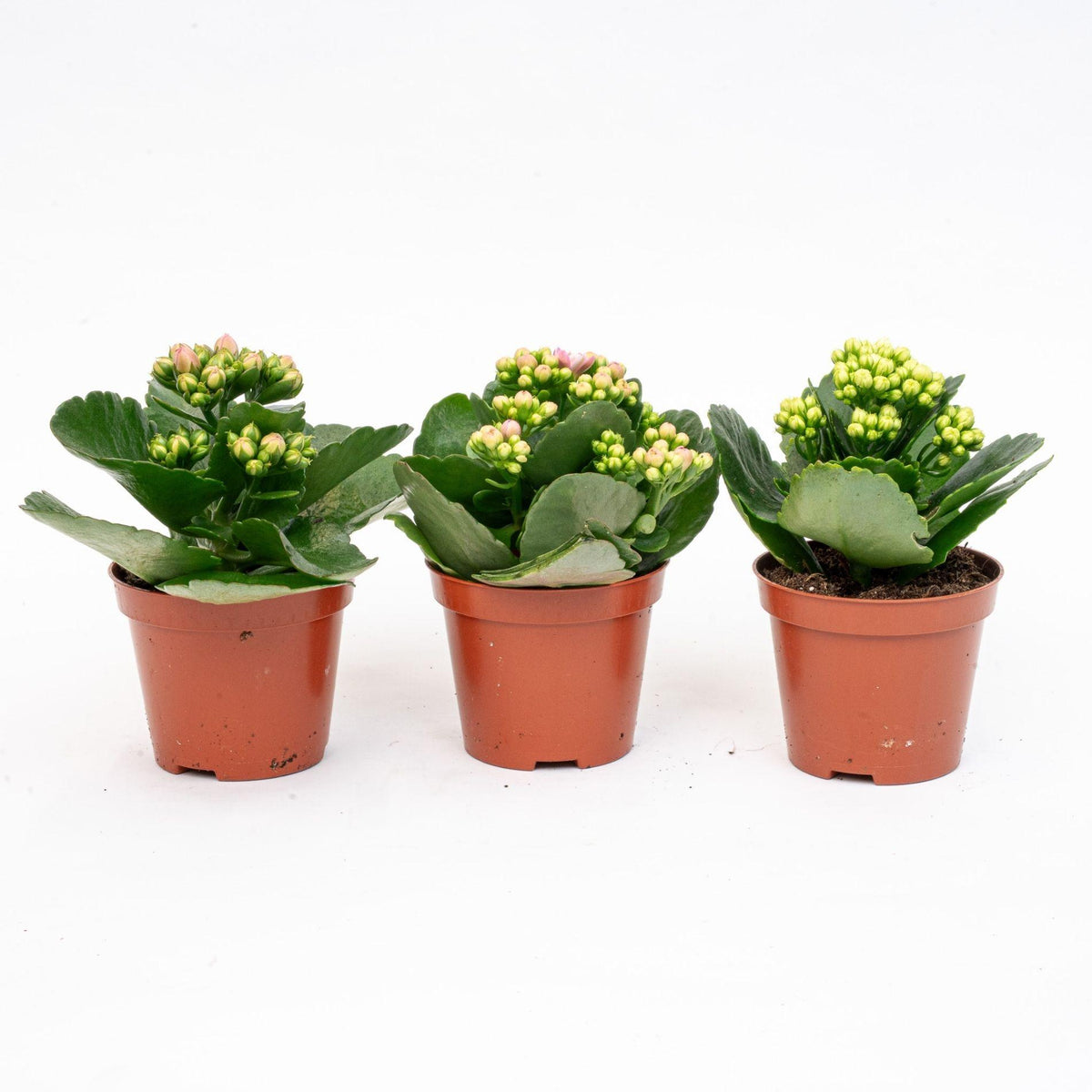 3x Kalanchoë - Potmaat, detail van het blad
