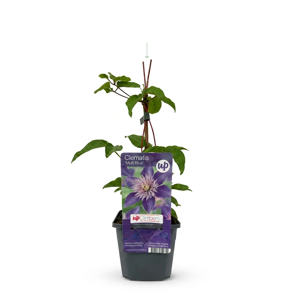 Clematis 'Multi Blue' - blauwe bosrank, detail van het blad
