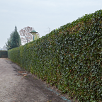 Klimophaag Hedera hibernica kant-en-klaar, B120 x H120 cm, compacte plant