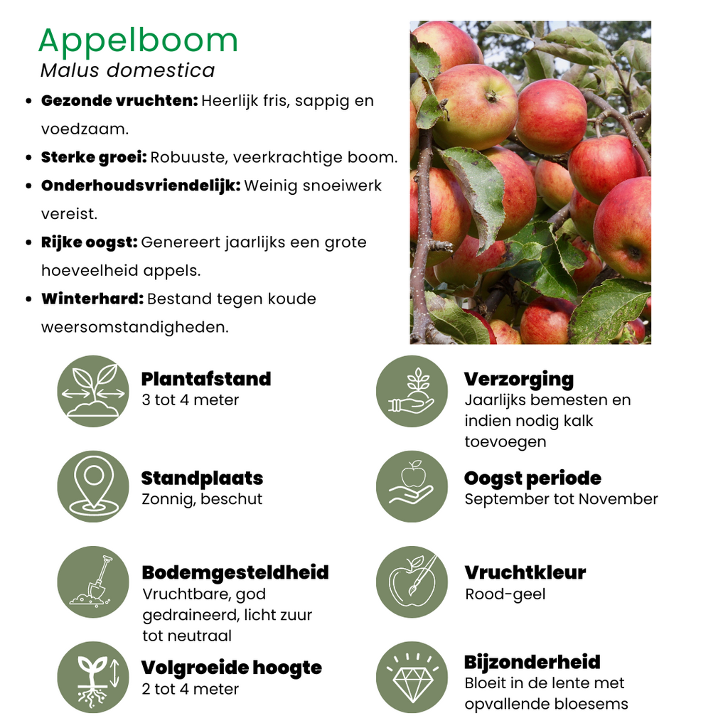 Biologische fruitbomen appel, peer, kers en pruim, set van 4, detail van het blad