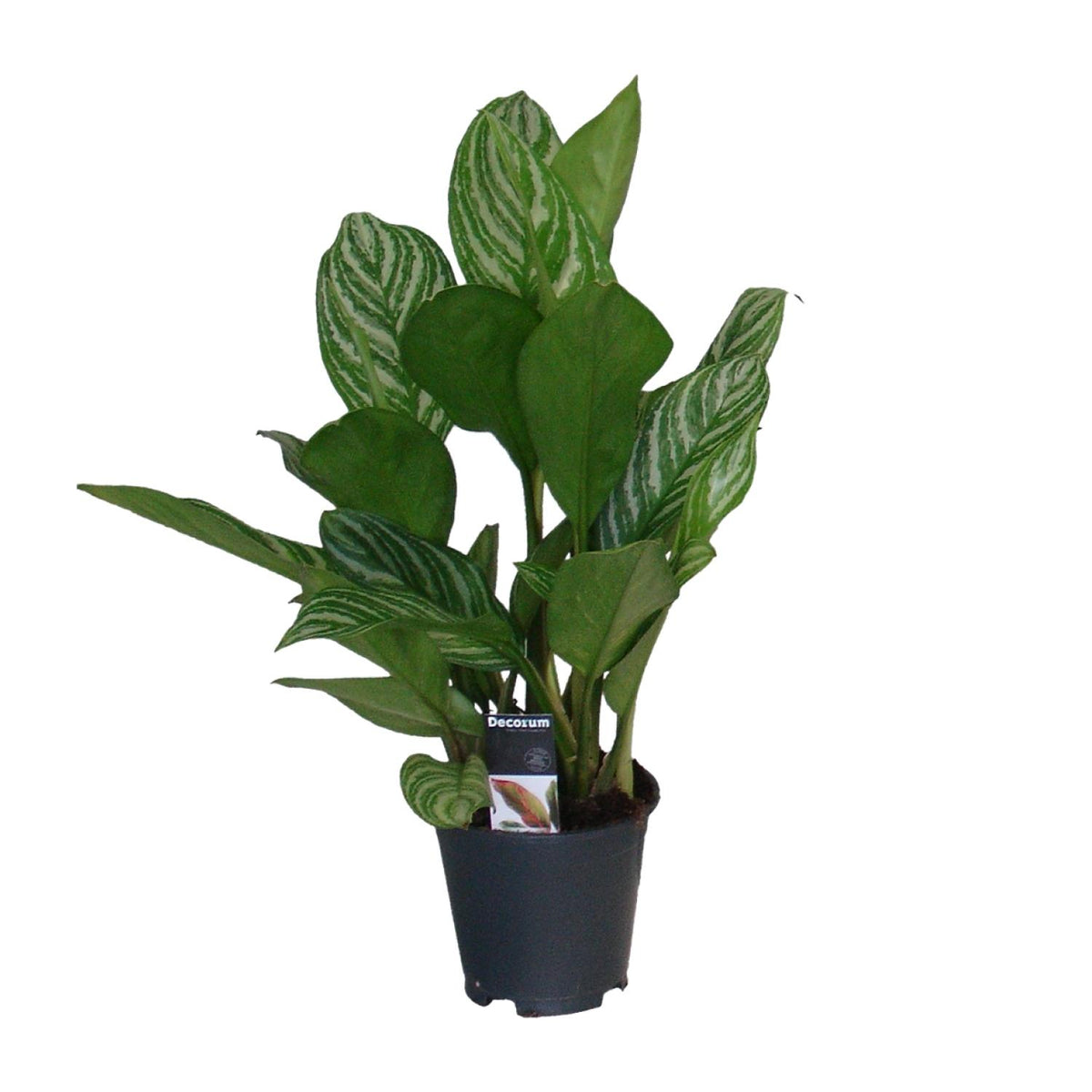 Productfoto van Aglaonema Stripes