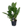 Aglaonema Stripes