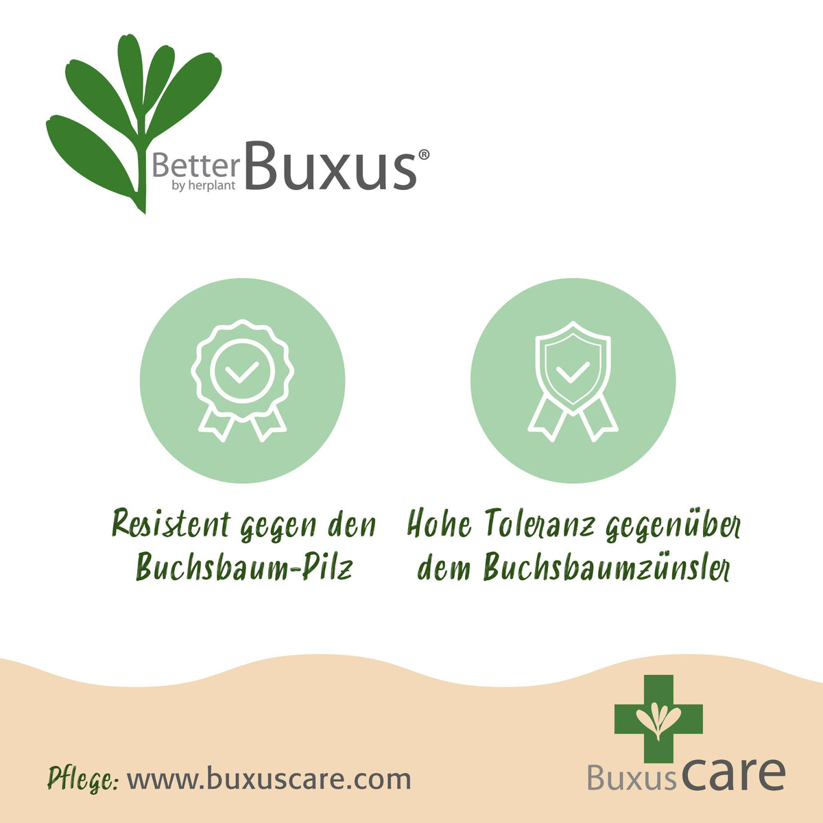 BetterBuxus Babylon Beauty buxusvervanger, schimmelresistent, sierlijke plant
