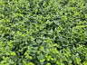24x Euonymus fort. 'Minimus'