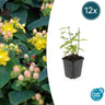 12x Hypericum inodorum 'Annebel'
