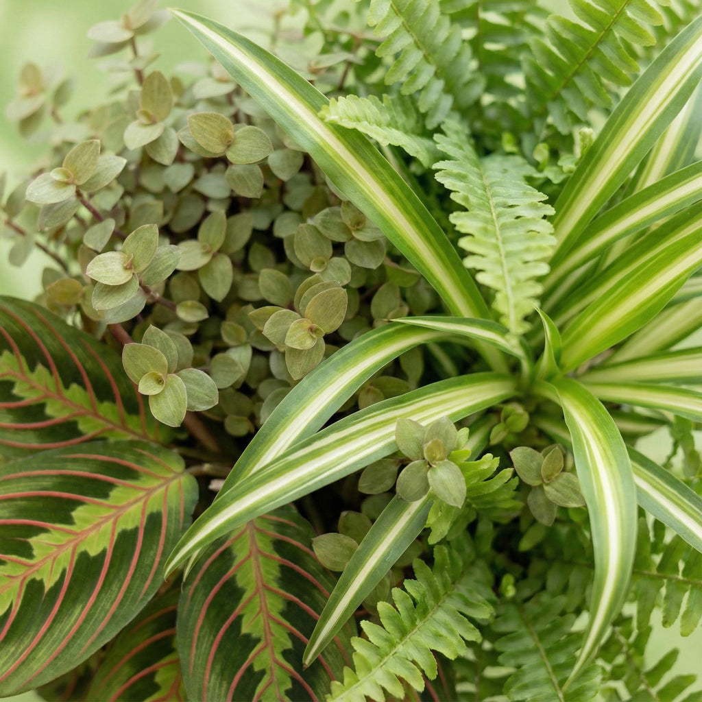 Chlorophytum, groeiwijze van de plant