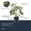 Monstera bush in pot, detail van het blad