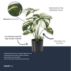 Monstera bush in pot, detail van het blad
