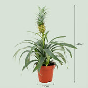 Ananasplant Mi Amigo, 40 cm hoog