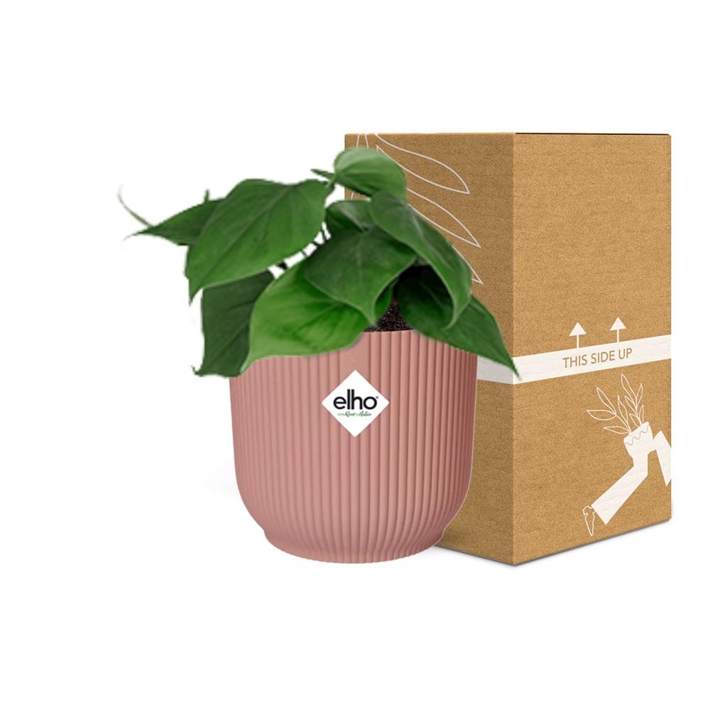 Detailfoto van Philodendron Scandens in ELHO Vibes Fold 14cm roze