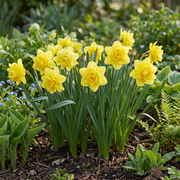 Gevulde narcis &