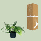 Detailfoto van Epipremnum Cebu Blue