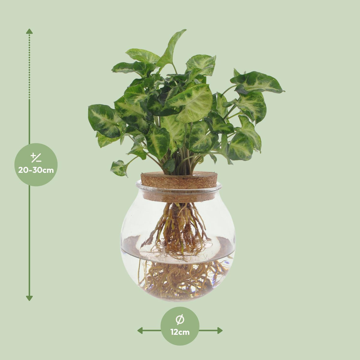 Detailfoto van Syngonium Pixie
