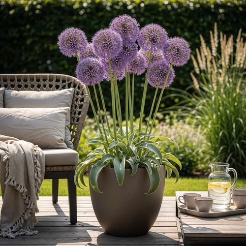 Allium Gladiator, plant in pot