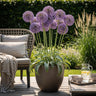 Allium Gladiator