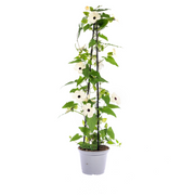 4x Thunbergia Alata Sunny Susy White