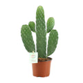 Productfoto van Opuntia Rubescens Consolea