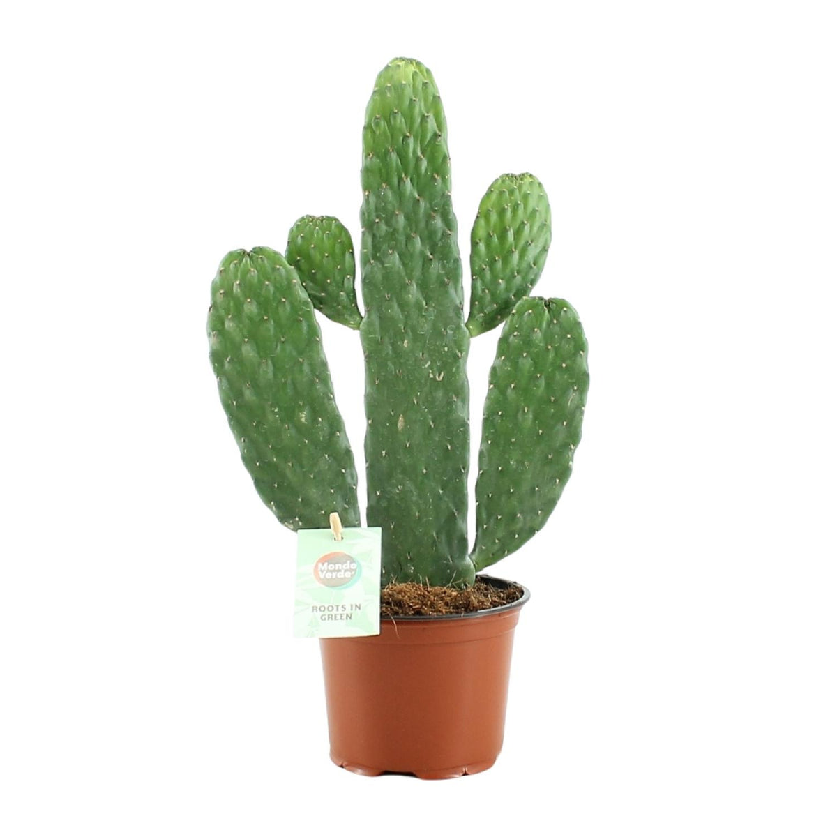 Productfoto van Opuntia Rubescens Consolea
