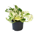 Productfoto van Aanbieding - Epipremnum Happy Leaf - Scindapsus