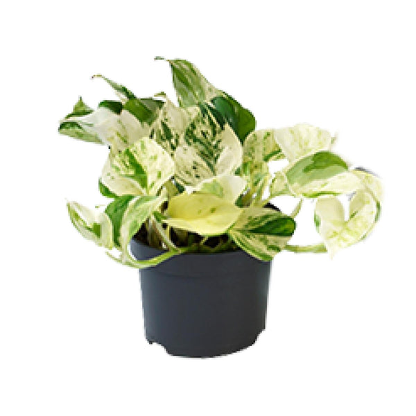 Epipremnum Happy Leaf - Scindapsus