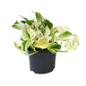 Epipremnum Happy Leaf - Scindapsus